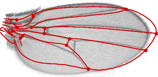 Klingenberg lab
                  logo: fly wing with warped outline